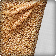 FIBC bag wheat and grain