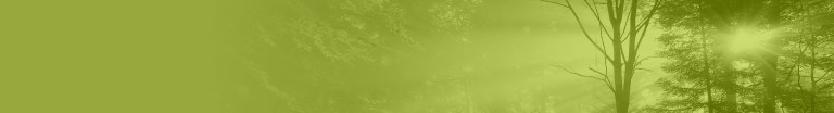 Sustainability - Forest